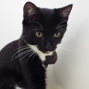 Picture of Winston