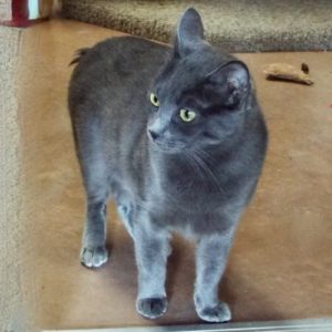 Picture of Yeti