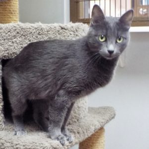 Picture of Yeti
