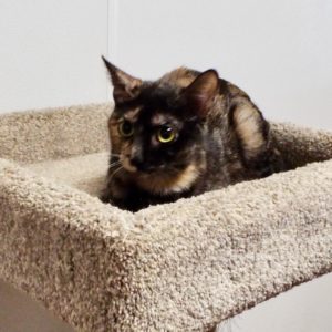 Picture of Bebe