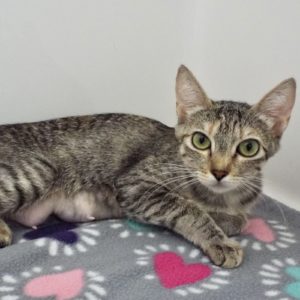 Picture of Bisque