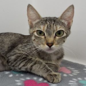 Picture of Bisque