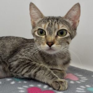 Picture of Bisque