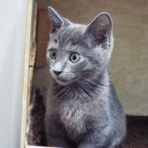 Picture of Blue Moon