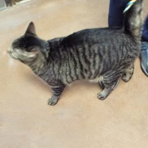 Picture of Chi Chi