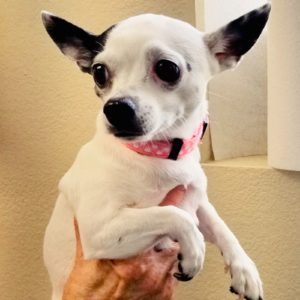 Picture of Chloe