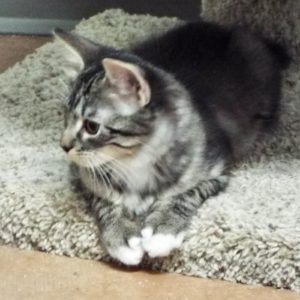 Picture of Cypress