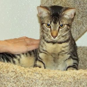 Picture of Dolby