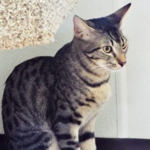 Picture of Dolby