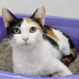 Picture of Emmy
