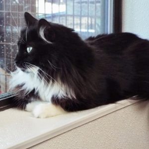 Picture of Gong