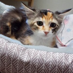 Picture of Holly