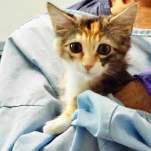 Picture of Holly