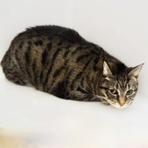 Picture of Itsy (R.B.)