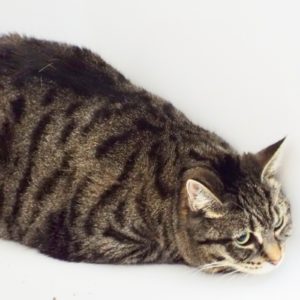 Picture of Itsy (R.B.)