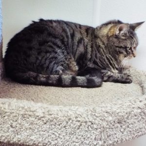 Picture of Itsy (R.B.)