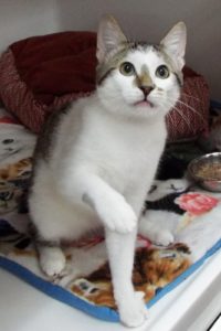 Picture of Lucky