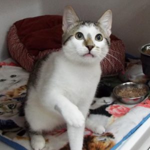 Picture of Lucky