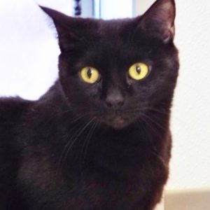 Picture of Midnight