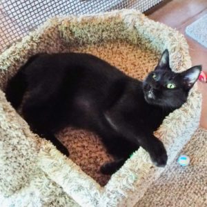 Picture of Midnight