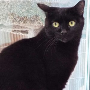 Picture of Midnight