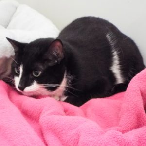 Picture of Lily