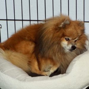 Picture of Oliver