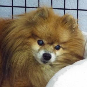 Picture of Oliver