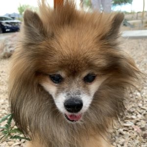Picture of Oliver