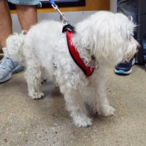 Picture of Oscar