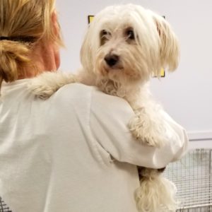Picture of Oscar