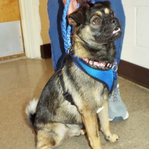 Picture of Pippin