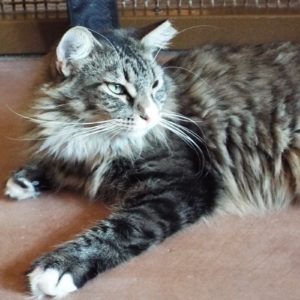 Picture of Pixie