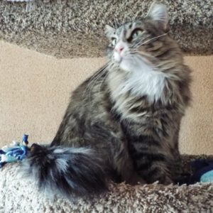 Picture of Pixie
