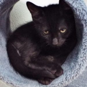 Picture of Pocus