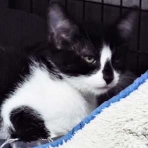 Picture of Presto