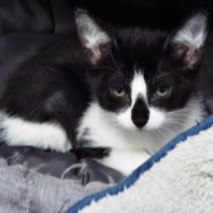 Picture of Presto