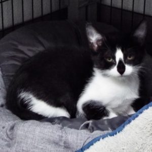Picture of Presto