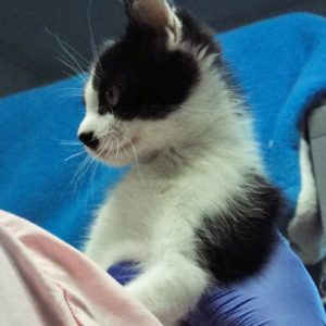 Picture of Pulitzer