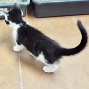 Picture of Pulitzer