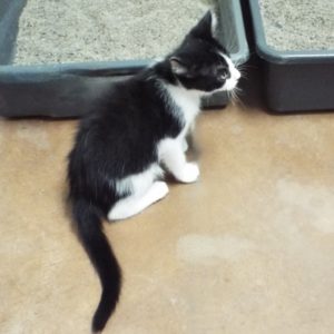 Picture of Pulitzer