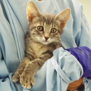 Picture of Quill