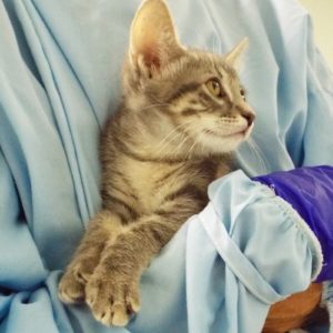 Picture of Quill