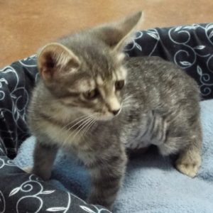Picture of Quill