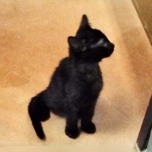 Picture of Scribbles