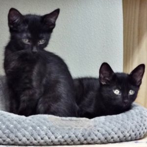 Picture of Scribbles