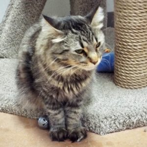 Picture of Serafina