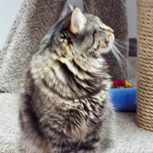 Picture of Serafina