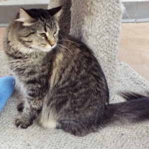 Picture of Serafina