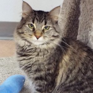 Picture of Serafina
